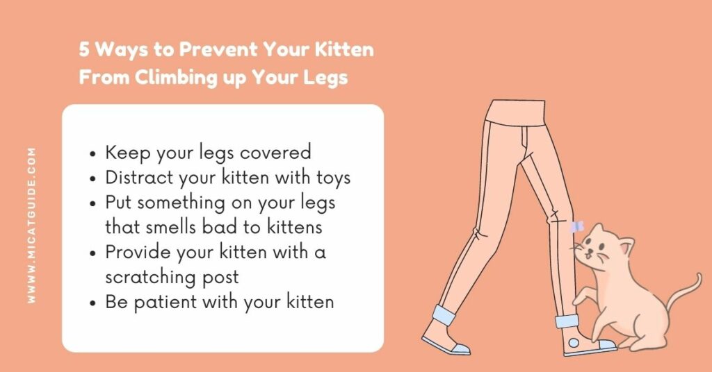 How to Prevent Your Kitten from Climbing up Your Legs