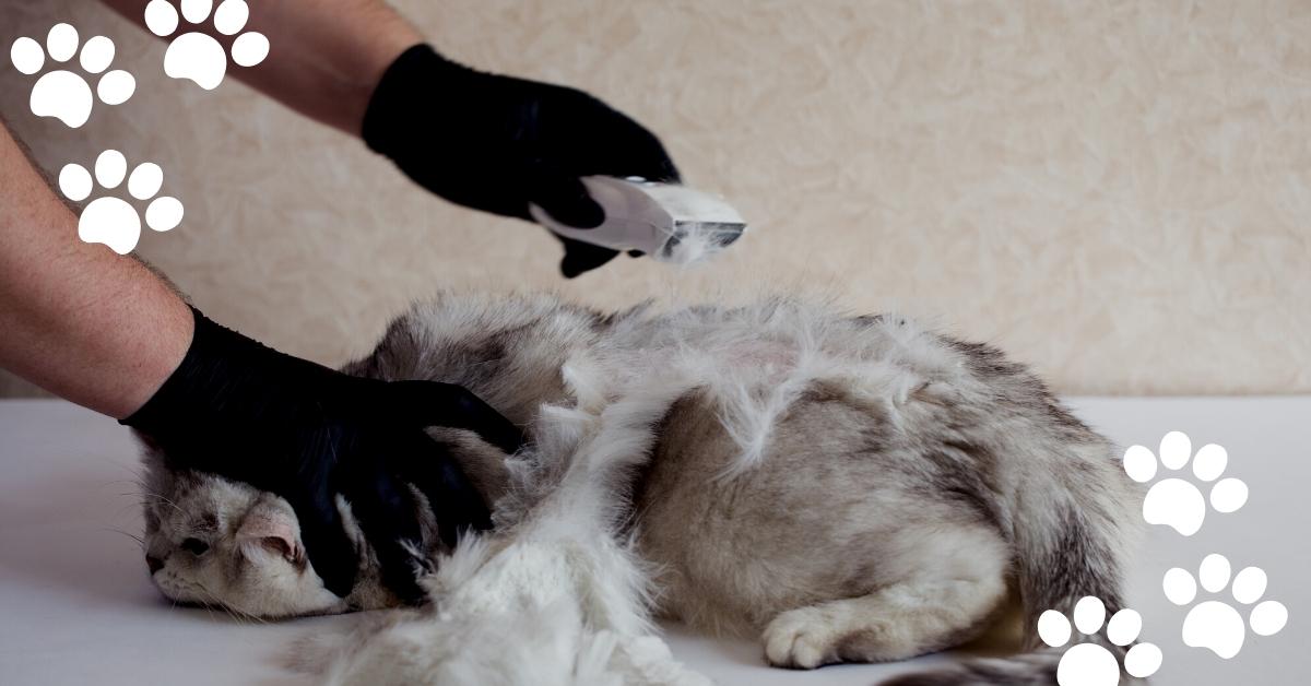 how-to-shave-a-ragdoll-cat-with-videos-mi-cat-guide