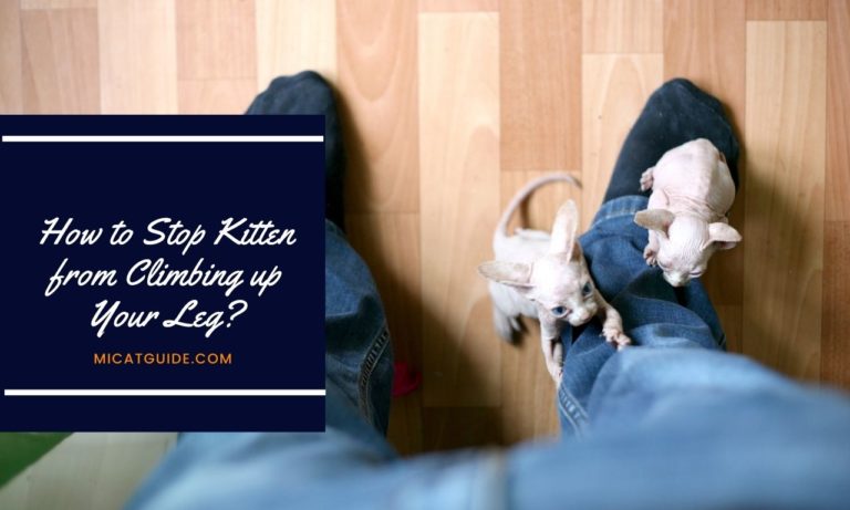 How to Stop A Kitten from Climbing Up Your Leg?