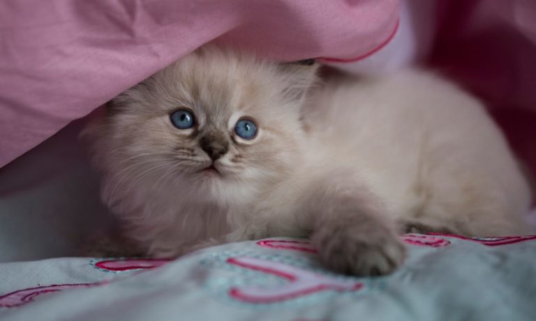 How to Register a Ragdoll Kitten? (Simple Process)