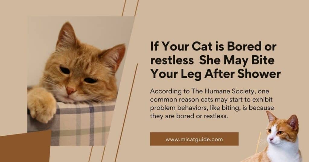 If Your Cat is Bored or restless She May Bite Your Leg After Shower