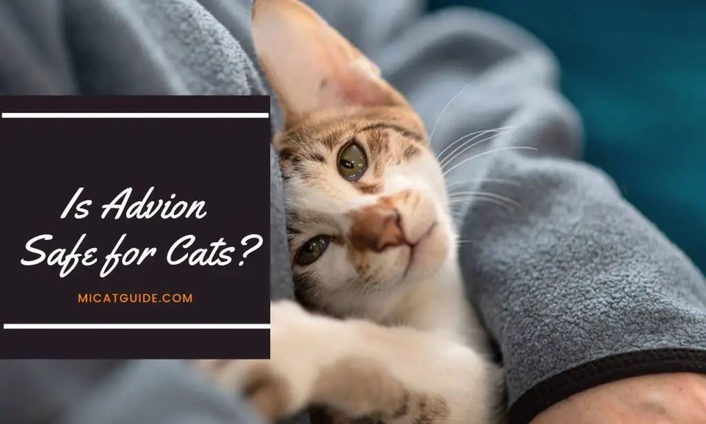 Is Advion Safe for Cats