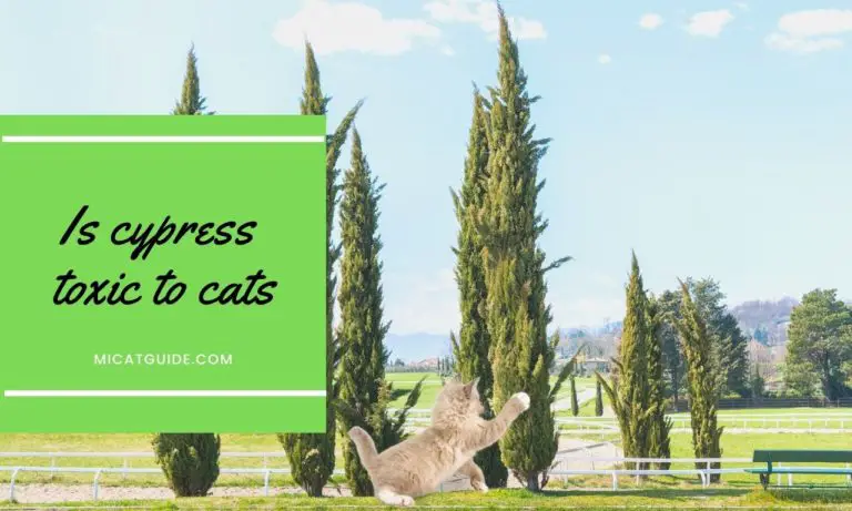Is Cypress Toxic to Cats? (And Lemon Cypress?)