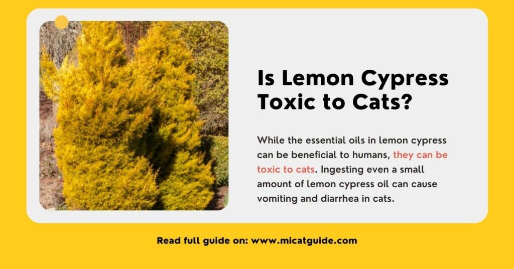 Is Lemon Cypress Toxic to Cats