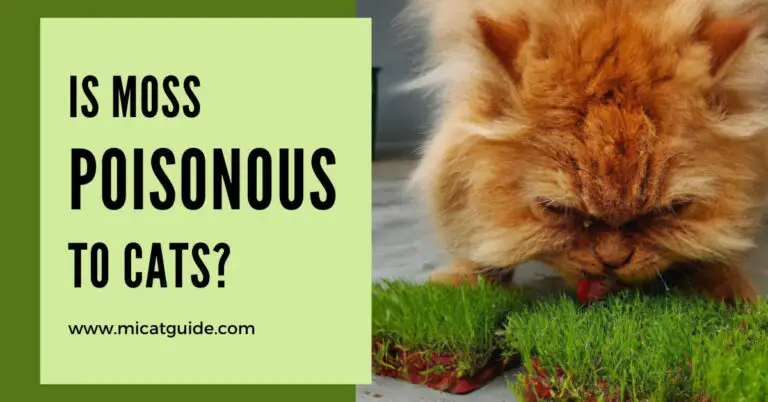 Is Moss Poisonous to Cats? (Symptoms & Treatment)