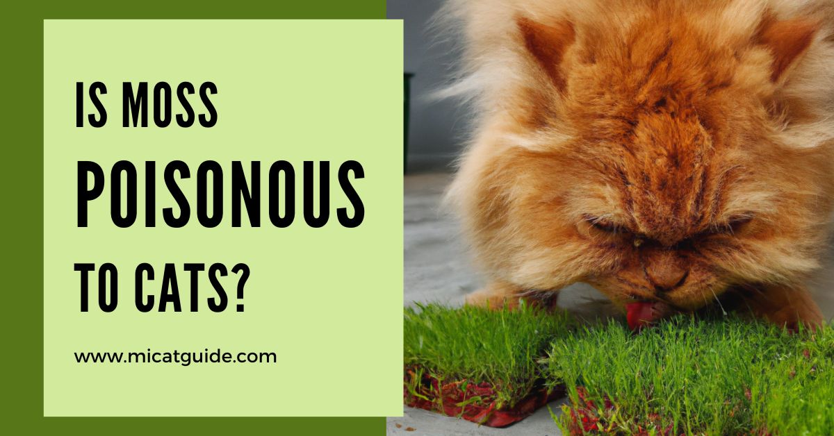 is-moss-poisonous-to-cats-symptoms-treatment