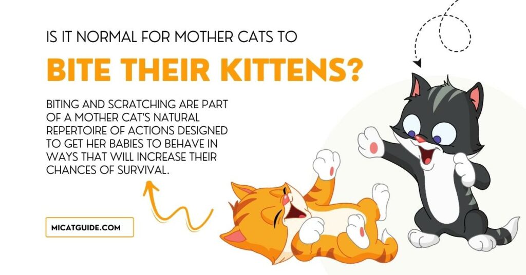 Is it Normal for Mother Cats to Bite Their Kittens
