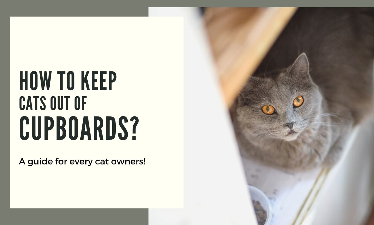 Keep Cats Out of Cupboards