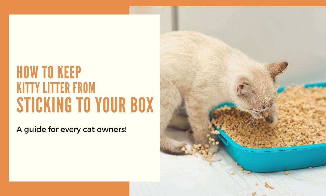 10 to Keep Kitty Litter From Sticking to Your Box