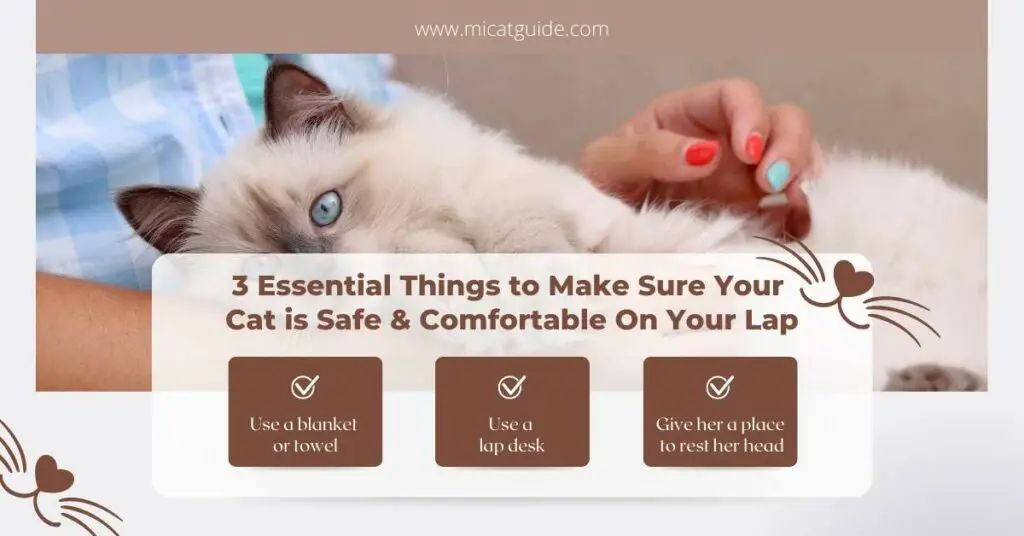 Make Sure Your Cat is Safe & Comfortable On Your Lap