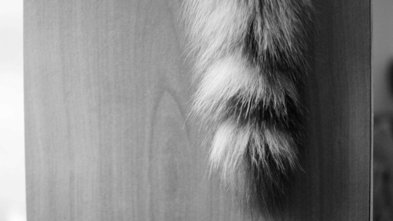 How to Make a Moving Cat Tail: A Fun and Easy DIY Project