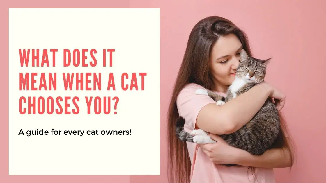 Meaning of When a Cat Chooses You