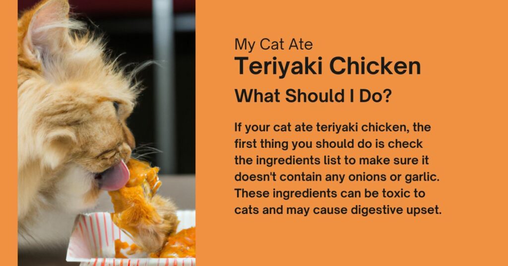 Things to do if your cat already ate teriyaki chicken