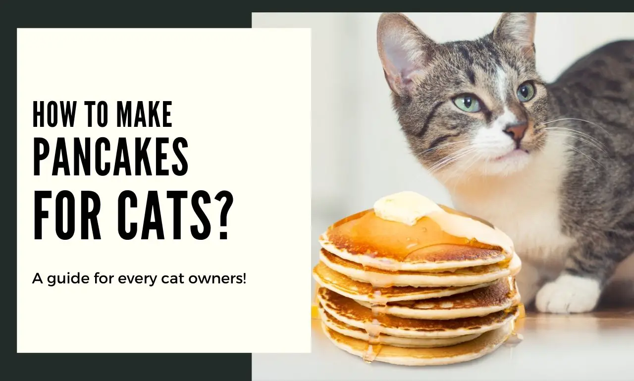 Pancakes Making Procedures for Cats