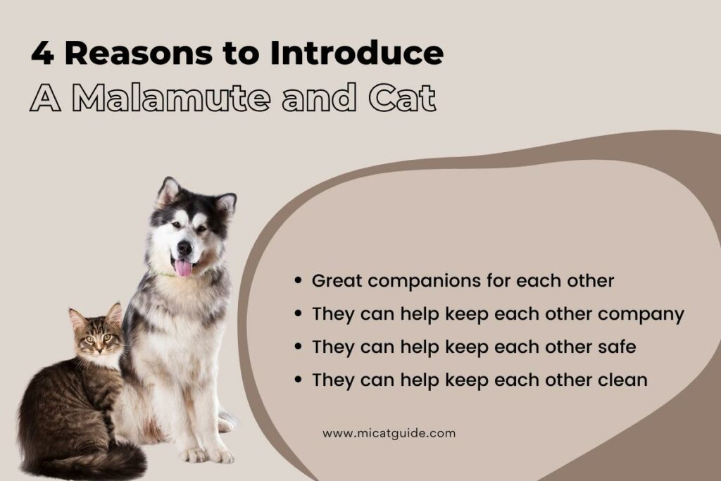Reasons to Introduce A Malamute and Cat