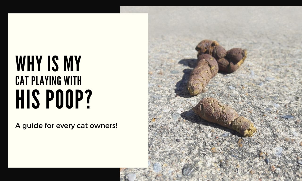 Reasons why your Cat Playing with His Poop