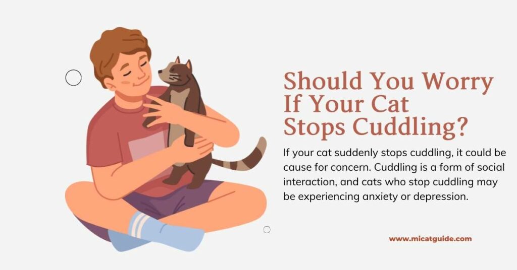 Should You Worry If Your Cat Stops Cuddling