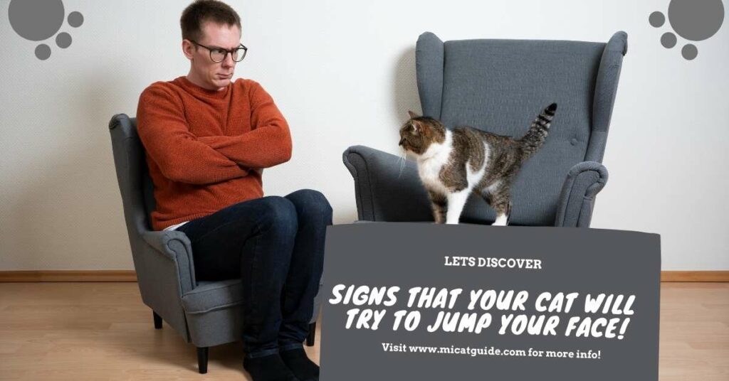 Signs That Your Cat Will Try to Jump Your Face