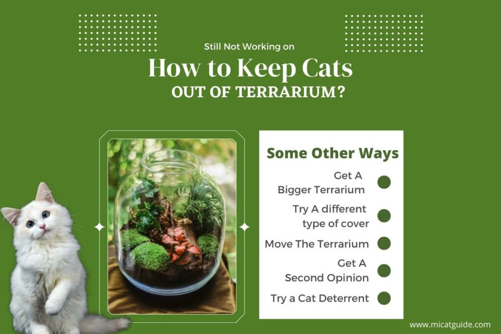 Still Not Working on How to Keep Cats Out of Terrarium