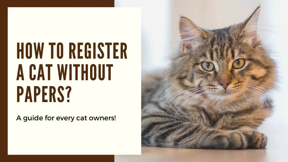 The Process of Registering a Cat Without Papers