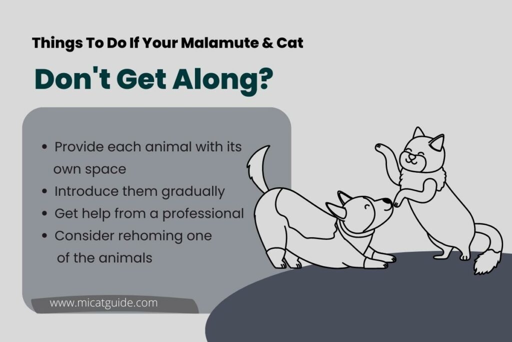 to Do If Your Malamute and Cat Don't Get Along