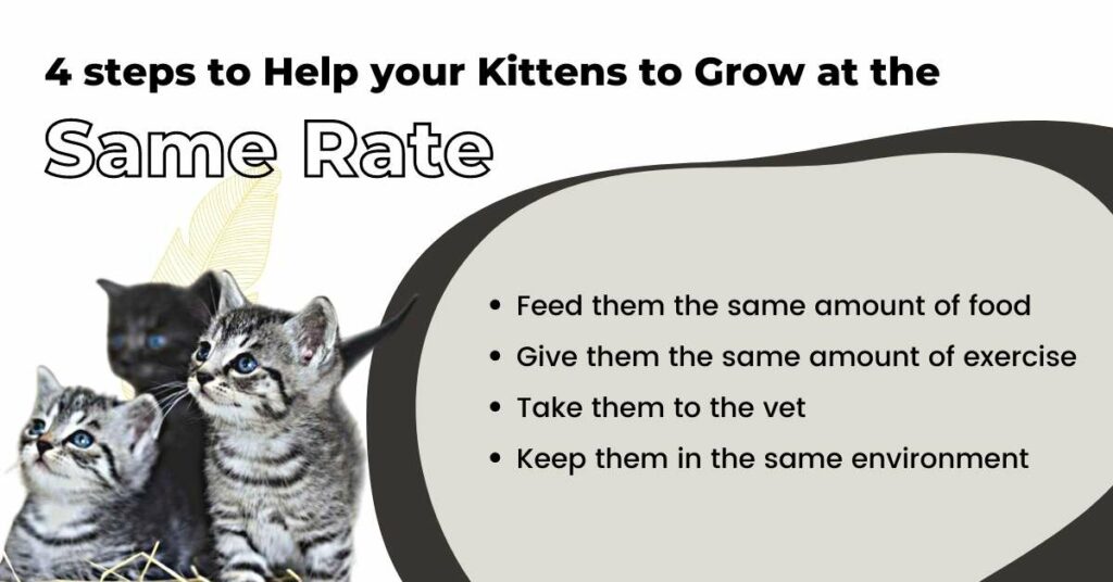 Things to Do to Help Kittens Grow at the Same Rate