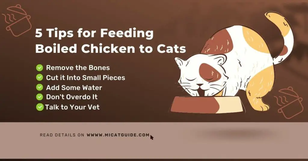 5 Tips for Feeding Boiled Chicken to Cats