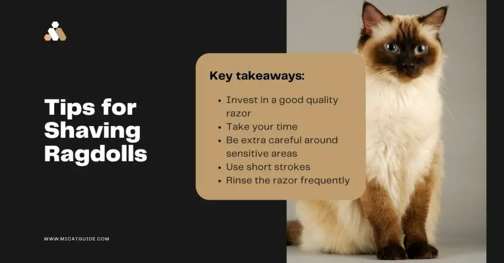 Tips for Shaving Your Ragdoll Cat Safely and Stress-free