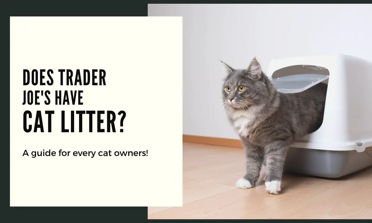 Trader Joe's Have Cat Litter