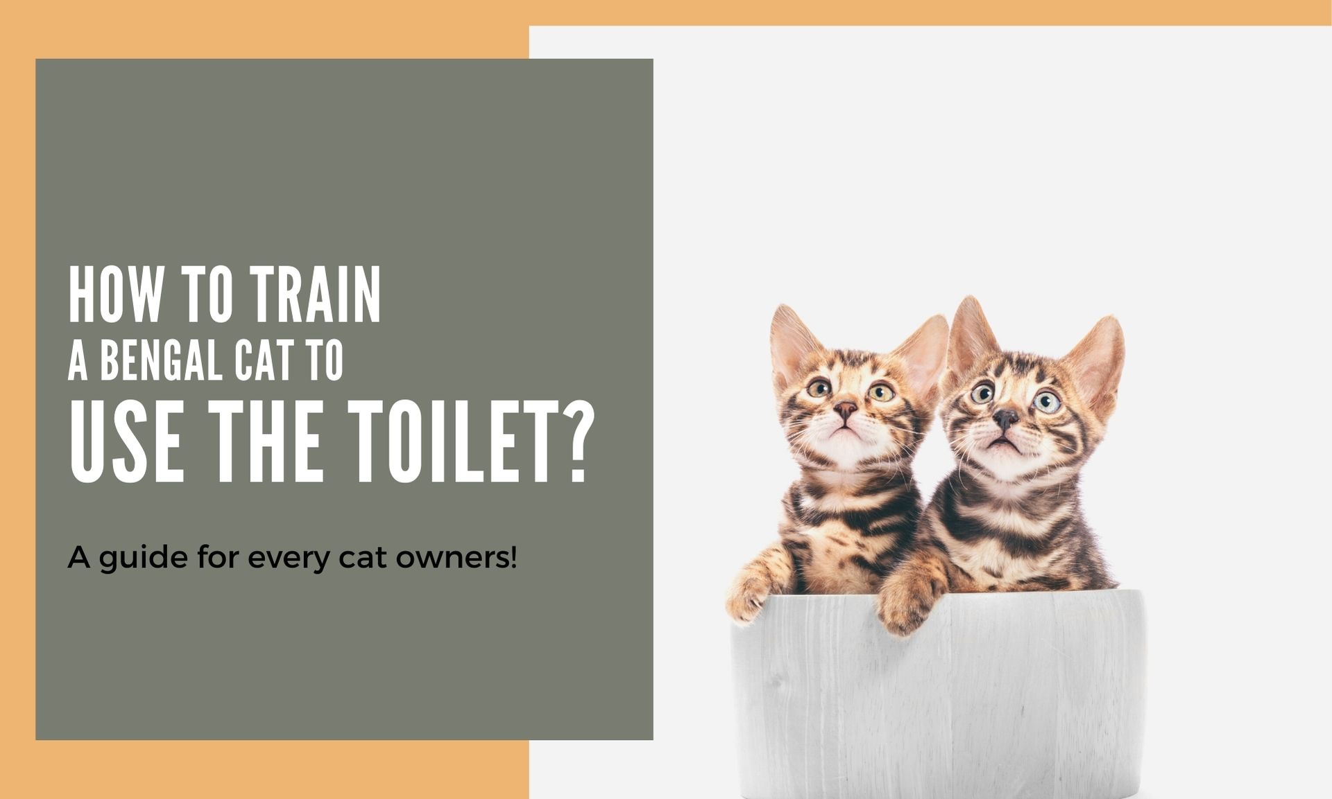 Training Procedure to a Bengal cat to use the toilet