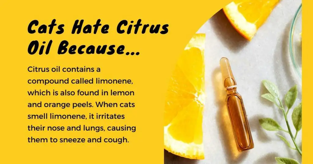 Use Citrus Oil To Keep Cats Out Of Your Box Spring