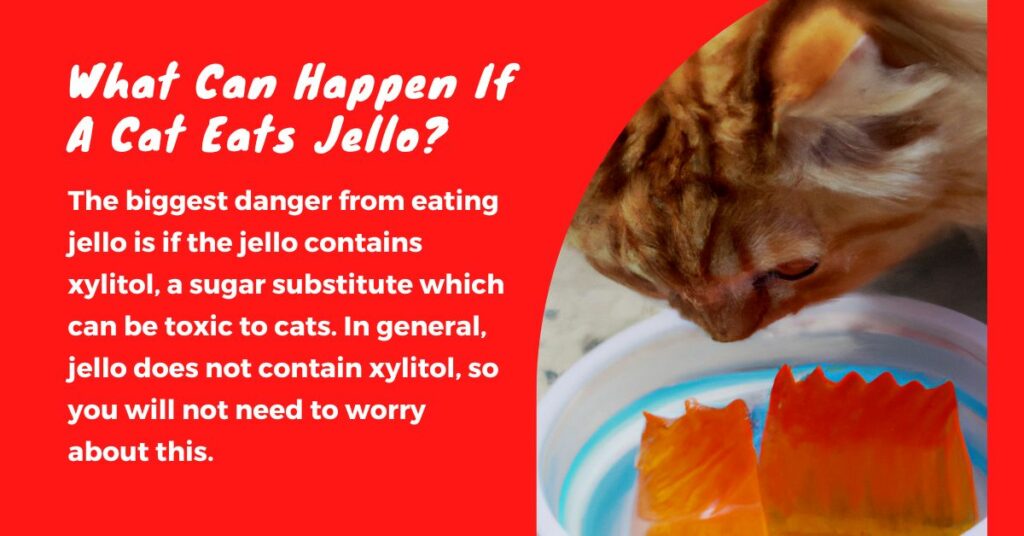 What Can Happen If a Cat Eats Jello