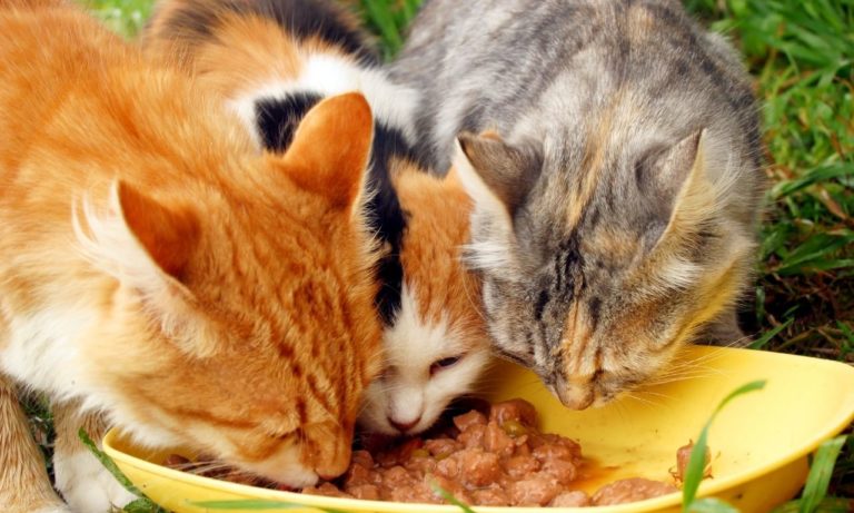 What Do Cats Eat for Breakfast? (And how much)