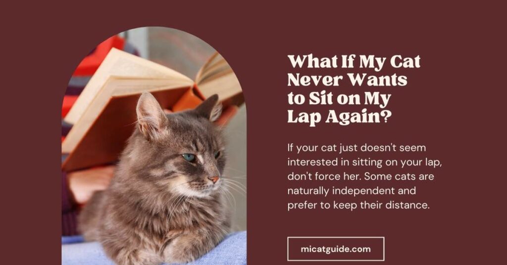 What If My Cat Never Wants to Sit on My Lap Again