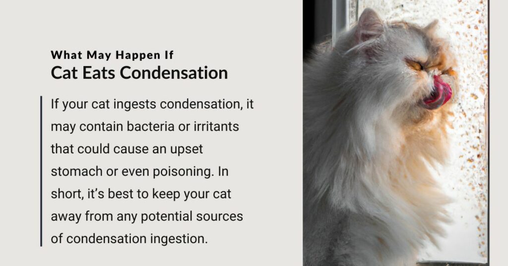 What May Happen if My Cat Eats Condensation