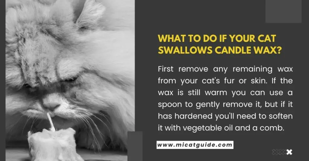 What to Do if Your Cat Swallows Candle Wax