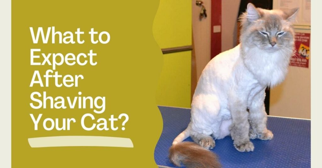 What to Expect After Shaving Your Cat