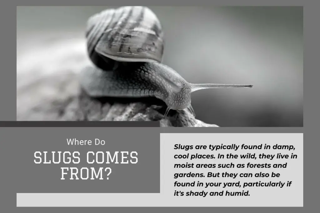 Where Do Slugs Comes From