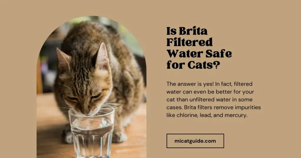 Is Brita Filtered Water Safe for Cats