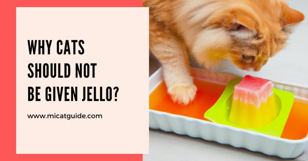 Why Cats Should Not Be Given Jello