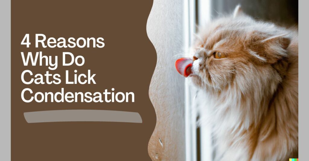 Why Do Cats Lick Condensation