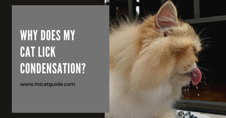 Why Does My Cat Lick Condensation?