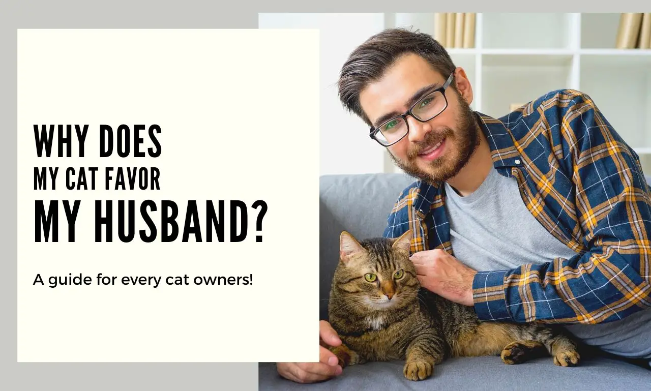Why Does my Cat Favor my Husband More