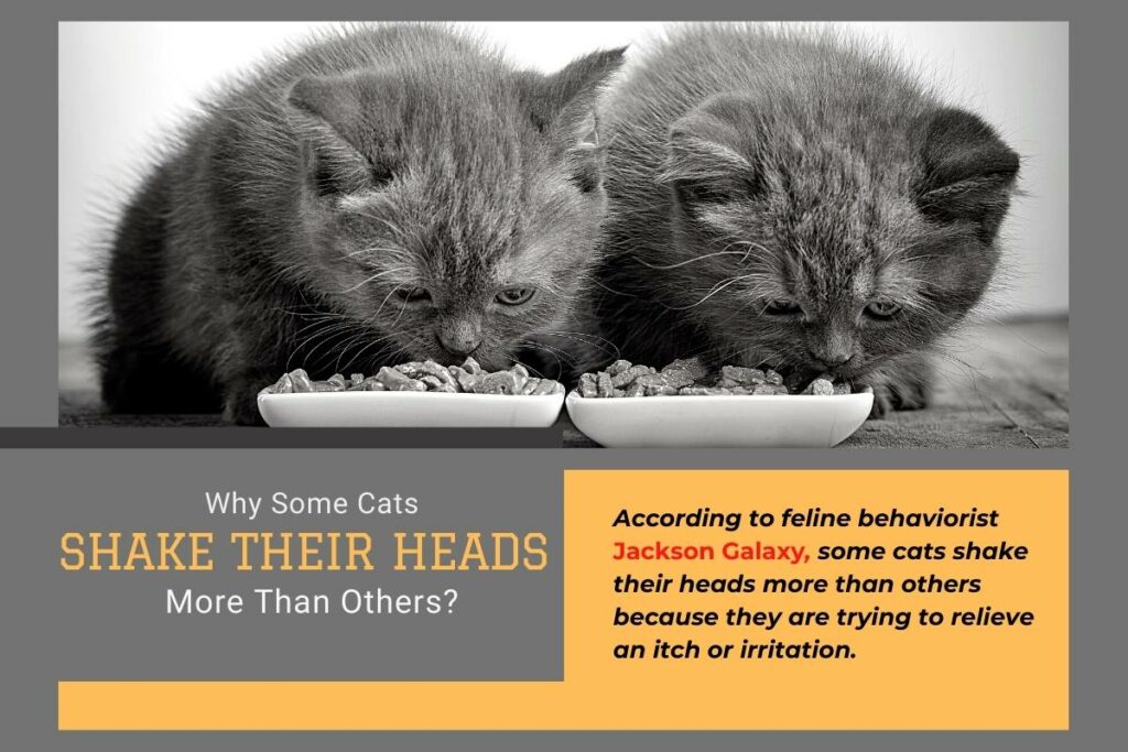 Why Some Cats Shake Their Heads More Than Others