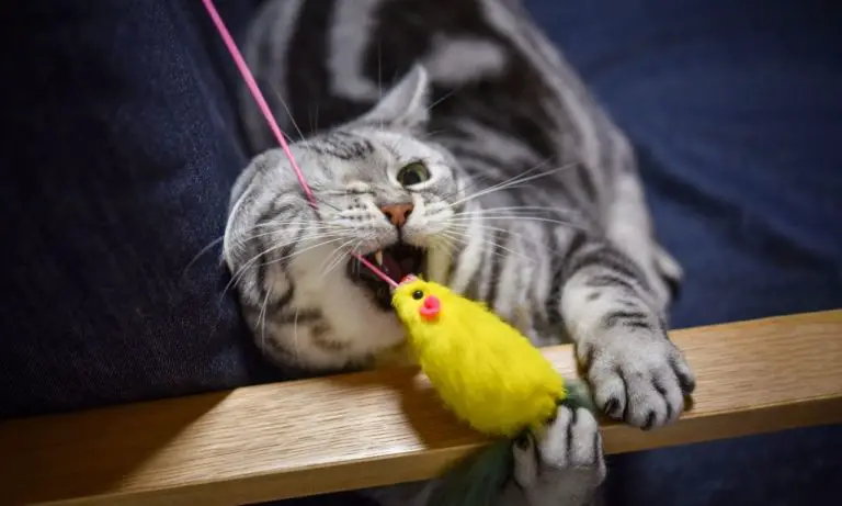 Why is My Cat Scared of Toys? (8 Reasons)