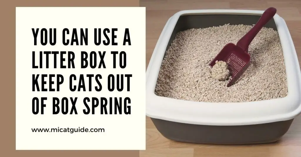 You Can Use A Litter Box To Keep Cats Out Of Box Spring