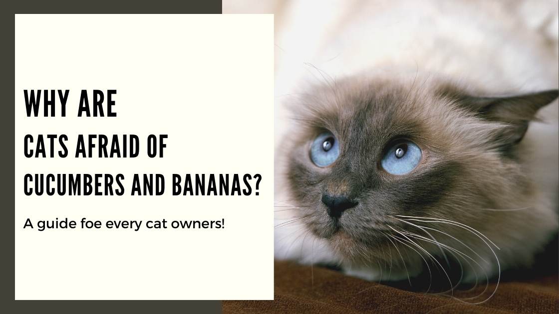 All The Reasons Why Your Cats Afraid of Cucumbers and Bananas