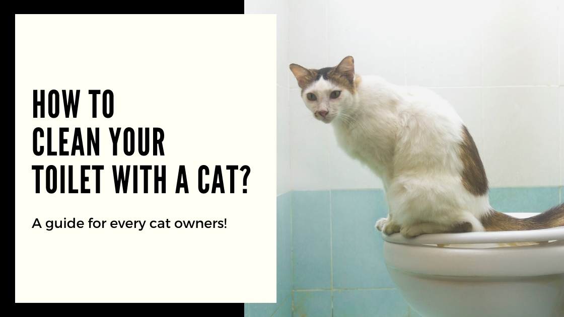 All the Cleaning POrocedure to Clean Your Toilet with a Cat