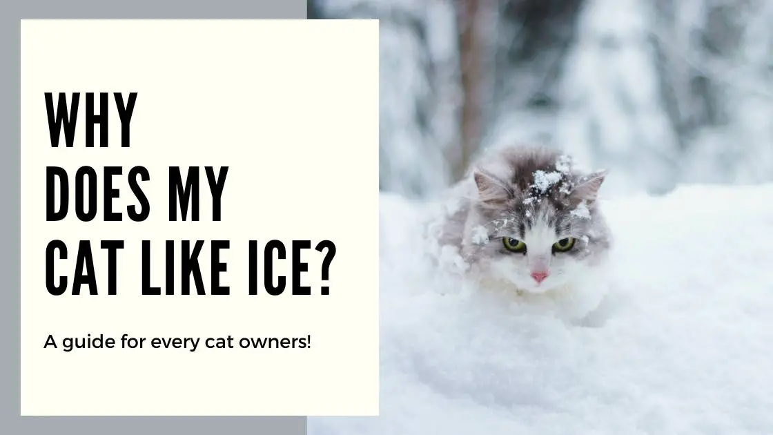 All the reasons why your cat like ice