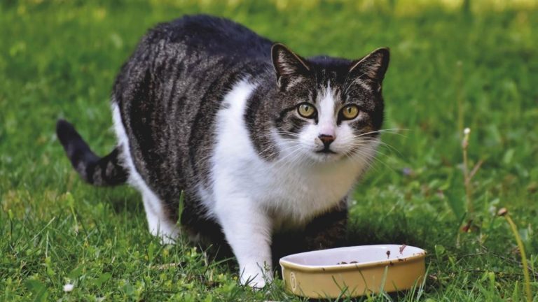Can Cats Eat Cinnamon? Beware These Potential Risks
